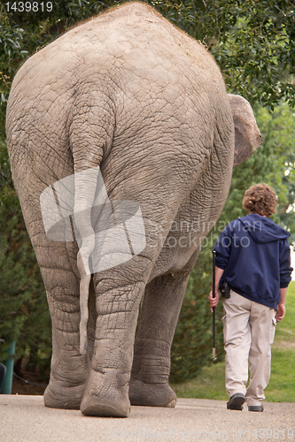 Image of Walking with the elephant