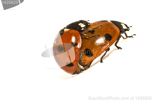 Image of Ladybugs Makin' Whoopee