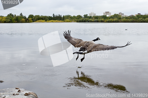 Image of Flight