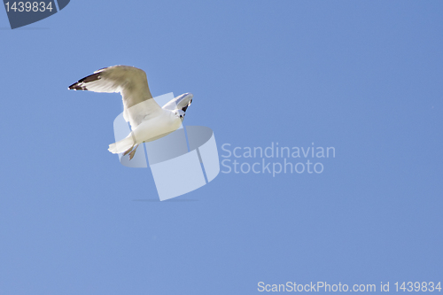 Image of A white seagull flying up in the air