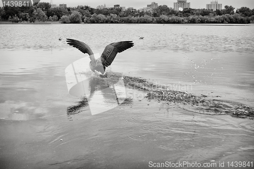 Image of Landing on water