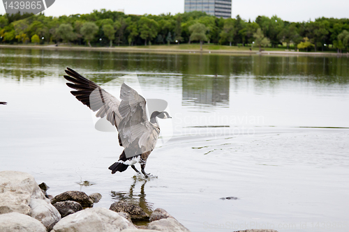 Image of Landing on water