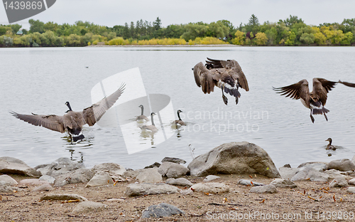 Image of Flight