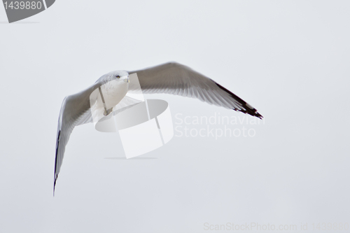 Image of A white seagull flying up in the air