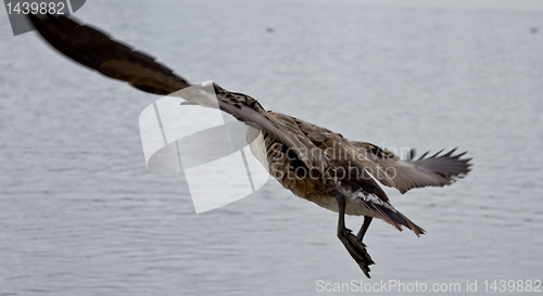 Image of Flight