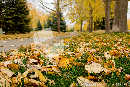 Image of Autumn in Regina