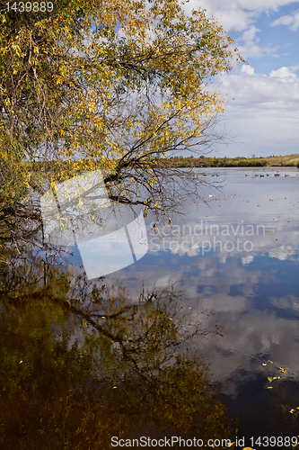 Image of The pond