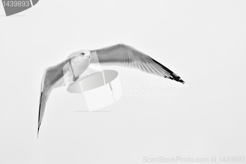 Image of A white seagull flying up in the air