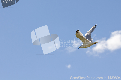 Image of A white seagull flying up in the air