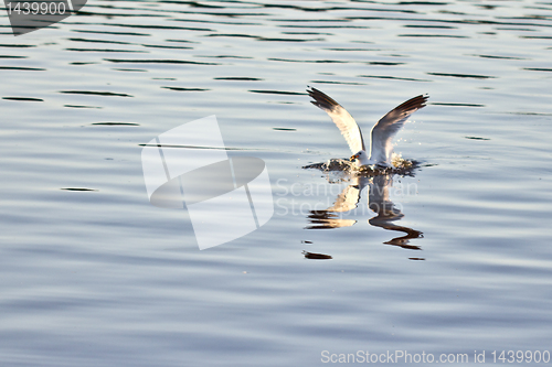 Image of Safe landing