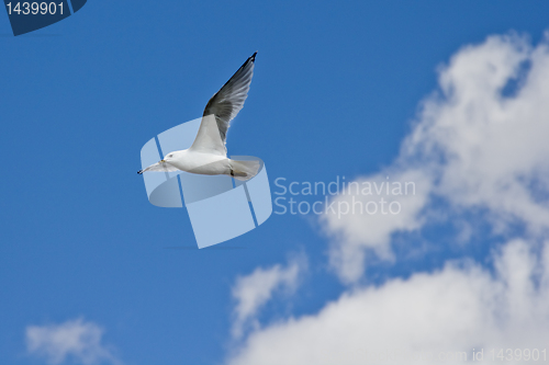 Image of A white seagull flying up in the air