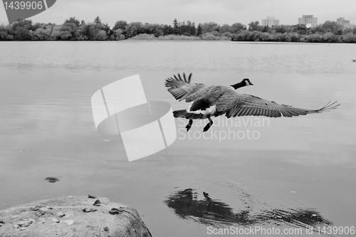 Image of Flight