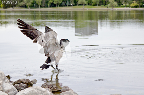 Image of Landing on water