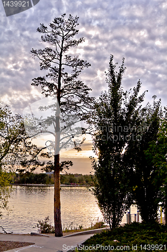 Image of Tree by the water