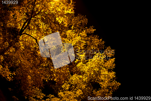 Image of The golden tree
