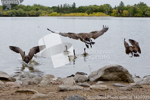 Image of Flight