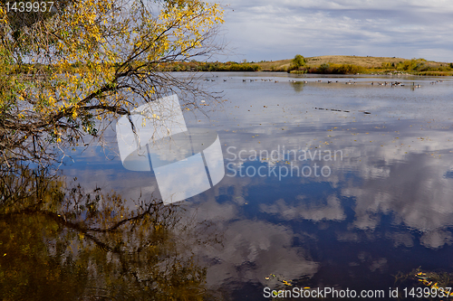 Image of The pond