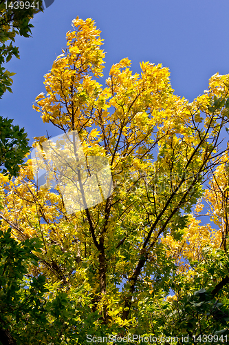 Image of Autumn in Regina