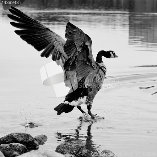 Image of Landing on water