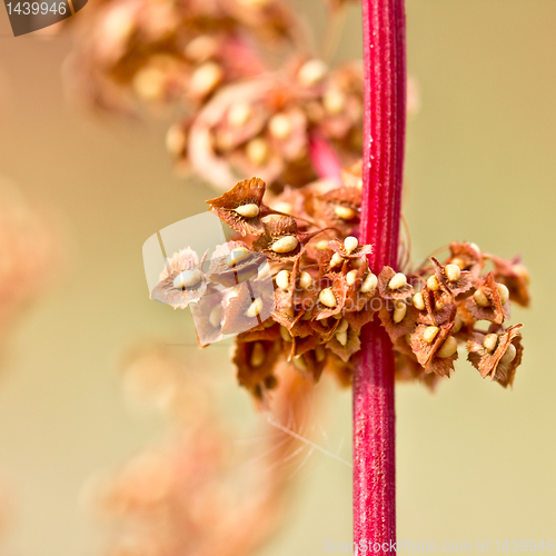 Image of red stem with yellow seeds