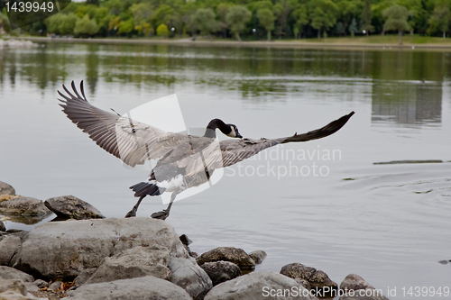 Image of Flight