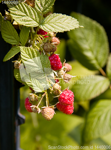 Image of Raspberry berry growing on vine