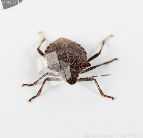 Image of Stink bug facing the camera