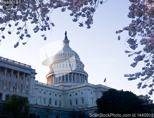 Image of Sunrise at Capitol with cherry blossoms framing the dome