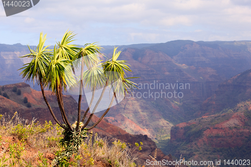 Image of Tree overlooks Waimea Canyon