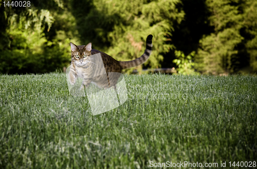 Image of Bengal Cat in grass