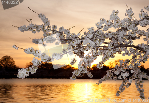 Image of Cherry blossoms against sunset