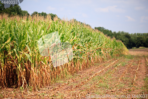 Image of Rows of corn ready for harvest