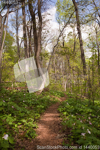 Image of Trillium plants line the Appalachian trail