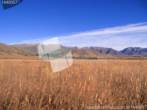 Image of Maize fields frame New Zealand mountains