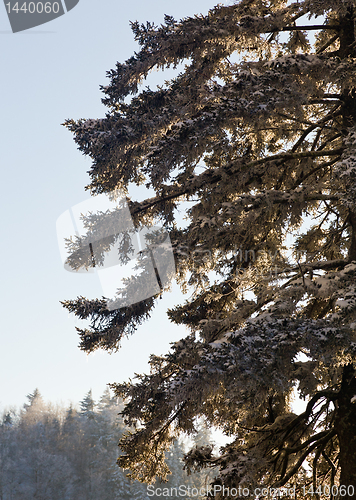 Image of Pine trees covered in snow on skyline