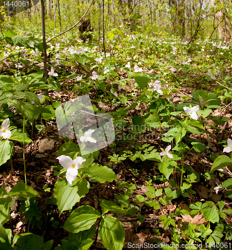 Image of White trilliums in forest