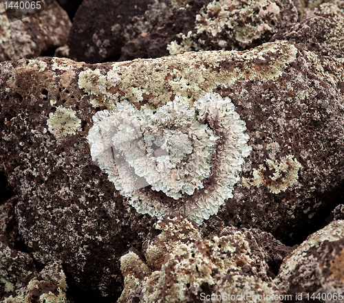 Image of Heart shaped lichen on rock