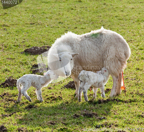 Image of New born lamb twins with mother