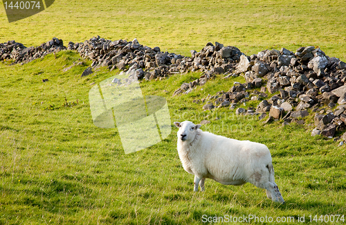 Image of Welsh lamb in verdant meadow