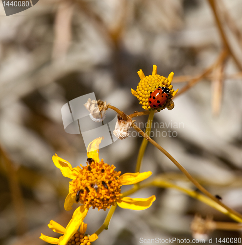 Image of Ladybird and bugs on yellow flower