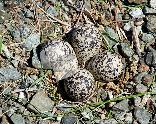 Image of Killdeer bird eggs in nest