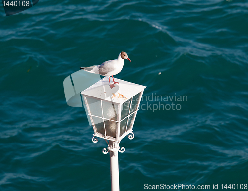 Image of Seagull on lamp