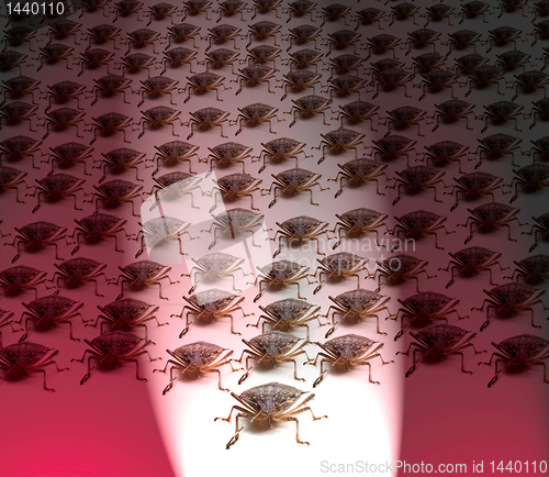 Image of Army of Brown Stink Bugs