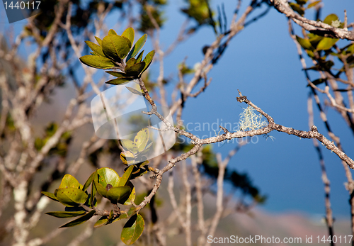 Image of Leaves frame Na Pali Coast