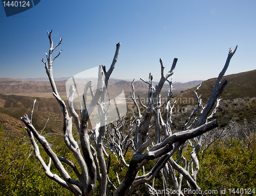Image of Dead twigs frame Anza Borrego State Park