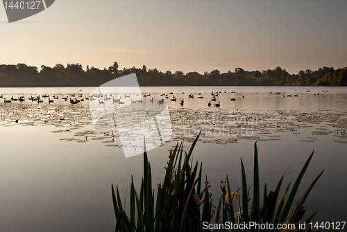 Image of Ducks on Ellesmere Lake in sunrise light