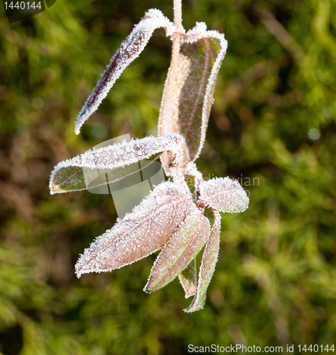 Image of Sunlight on frosted leaves