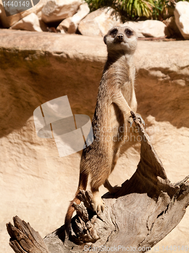 Image of Meerkat standing on log