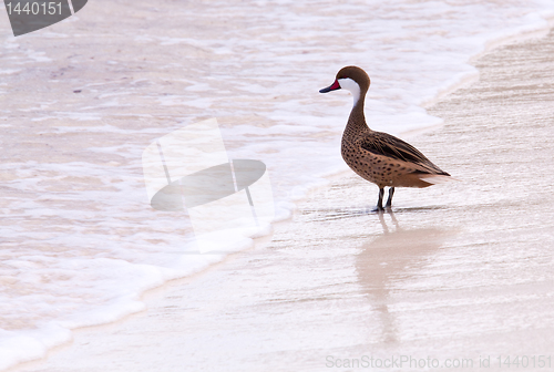 Image of Bahama duck on sandy beach