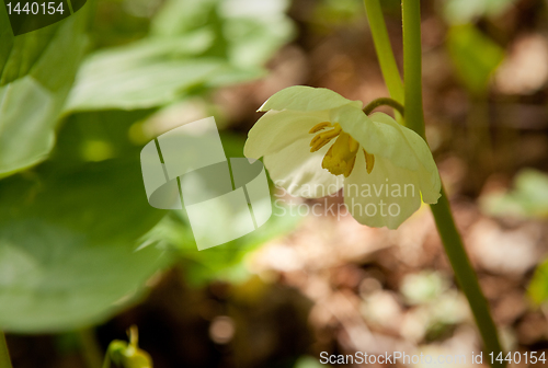 Image of White trillium in forest